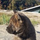 얼룩이농장 이미지