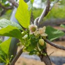 오미농장 이미지