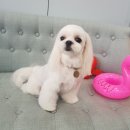 벨라 펫샵 이미지