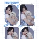 펫시스터즈 | [일상] 올해도 우리의 추억을 남기자! 반려견 동반 스냅-데이문스냅(@daymoon_pic) 스냅 촬영 후기