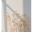 망고젤리 이미지