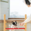 털로 덮인 친구들 이미지