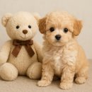 우리들의 댕댕이 이미지