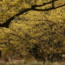 이천산수유마을 이미지