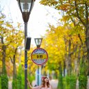 마로니에길 이미지