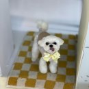 쓰다드멍 | 의정부 애견미용 : 원하는 스타일에 맞춰 예쁘게 완성된 말티즈 미용~ [쓰다드멍 의정부]