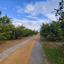 오세요 댕댕이 이미지