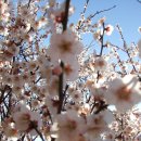 경남 원동 매화축제를 다녀와서 ~ 이미지