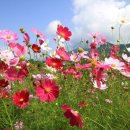 코스모스 이미지