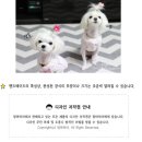 맘마미아 독 이미지