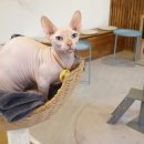 순복이네 스핑크스 이미지