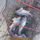 독도바다낚시터 이미지