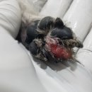 다나아 동물병원 이미지