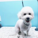 헤어 컹컹 이미지