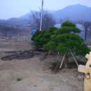 돌멩 Daum카페