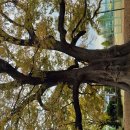 20201106 담양 한재초등학교내 천연기념물 느티나무 이미지