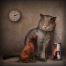 네로는 검은고양이 이미지