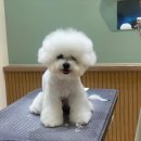 카멜리몽 이미지