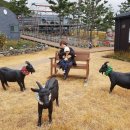 토종흑염소농장 이미지