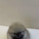 테일러퍼피 이미지