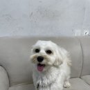 언커먼독 이미지