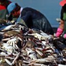 사계절꽃게 이미지