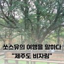 비자림헤어