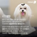 펫팁
