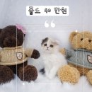 2개월 기본검진완료 애기고양이 이미지