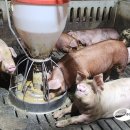 신연농장 이미지