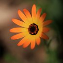 시골가든 이미지