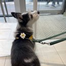 리라동물병원 | 김두부의 건강검진(영종도 리라동물병원)