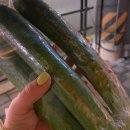 헬로우 댕글 이미지