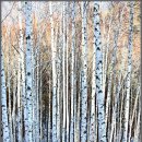 자작나무 이미지