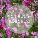 온천천변길 | 거창 가조온천꽃단지 코스모스 명소 :: 코스모스 실시간 개화상황 위치 주차정보