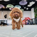 체크인독 애견유치원 이미지