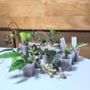 호야, 내아이 | [🌱] 늘호야 1회 온라인 마켓 구매 후기