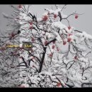 눈꽃이피다 이미지