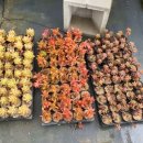 햇빛촌농장1 이미지