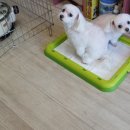 오렌지독하우스 이미지