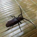 산새사슴농장 네이버블로그