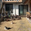 평화게스트하우스 | 남원 혼자 여행 숙소 추천 | 무아한옥 게스트하우스 싱글룸 요천방 후기 조식 (고양이 있어요!)