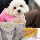 41190-01-07-170 | 인천 송도맛집 애견동반 24시운영 야식 송토 송도토스트국수❤️