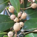 조록나무 뿌리 형상물 이미지