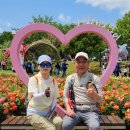 솔마루길 남산 | 울산 솔마루길_장미향기와 솔향기 취하다 &#39;25.5.25(일)