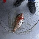 도깨비 낚시터 | 동탄 실내낚시터 도깨비 낚시터 이색테이트 후기