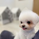 아리카 펫 살롱 분당점 네이버블로그