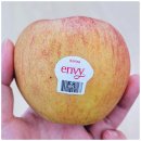 현이네농장 | 야쿠르트맛? 꽃향? 엔비사과 품종