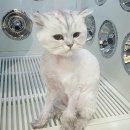 샤도캣 | 샤도캣 :) 무마취 미용 후기 ! !