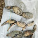 남화농장 이미지